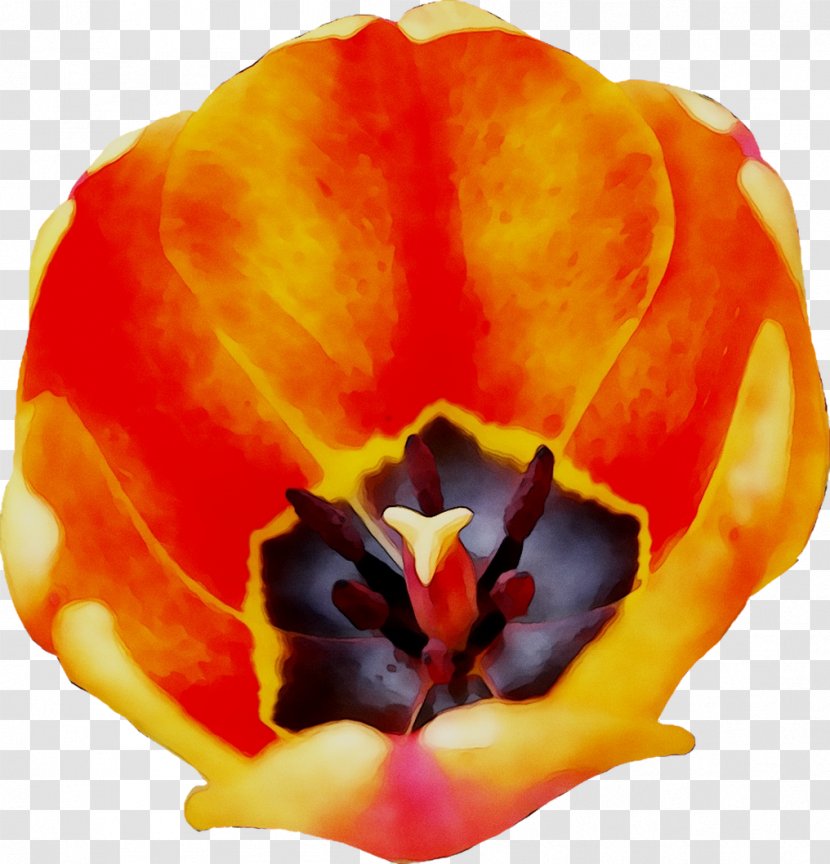 Tulip Close-up Orange S.A. - Yellow - Red Transparent PNG