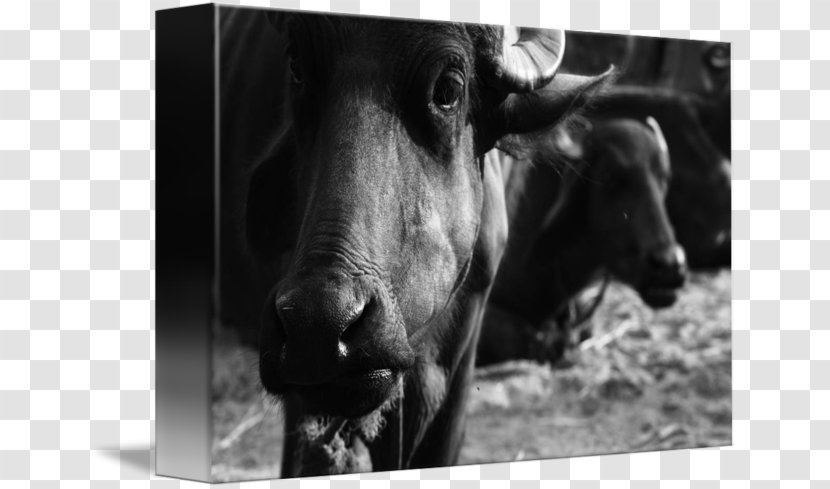 Bull Cattle Ox Horn Photography - Water Buffalo Transparent PNG