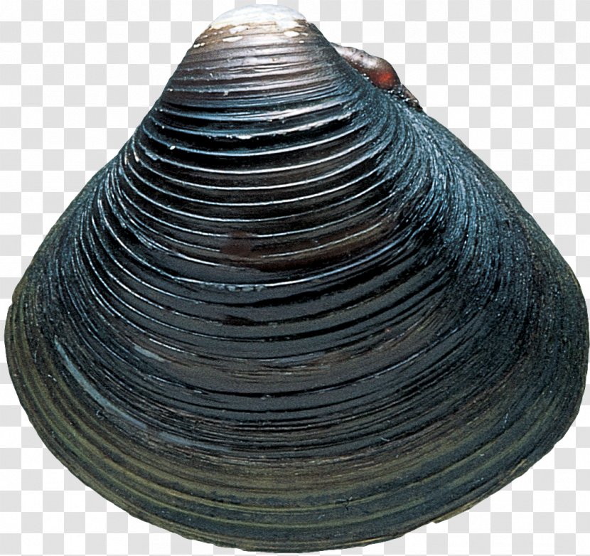 Cockle Seashell Clam Veneroida - Seashells Transparent PNG