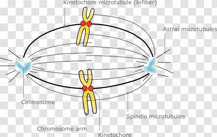 Microtubule Spindle Apparatus Oocyte Meiotic Chromosome Segregation Meiosis - Silhouette - Structure Transparent PNG