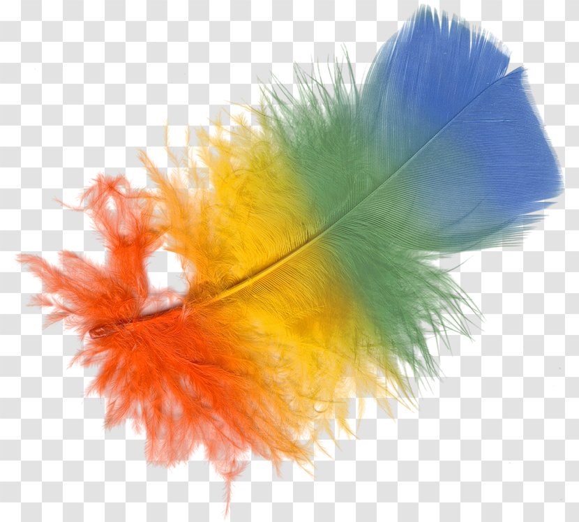 Feather Color - Orange Transparent PNG