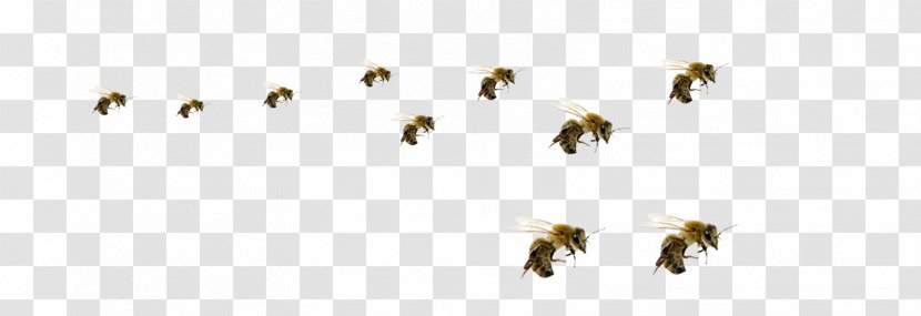 Honey Bee Hornet Insect Beehive - Feeder Transparent PNG