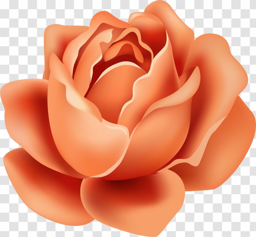 Garden Roses Cut Flowers Petal - Flower - Rose Transparent PNG