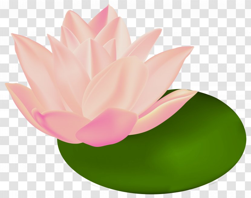 Nymphaea Alba Le Bassin Aux Nymphéas Clip Art - Petal - Water Lily Transparent Image Transparent PNG