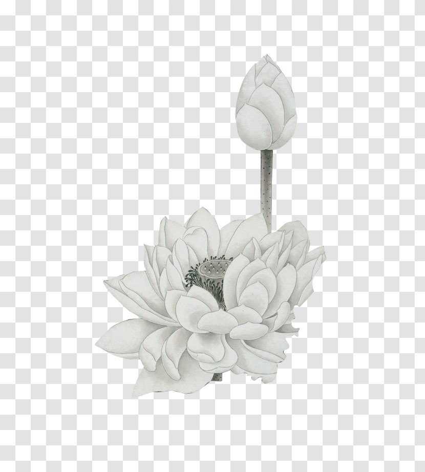 Watercolor Painting - Plant - White Lotus And Bud Transparent PNG