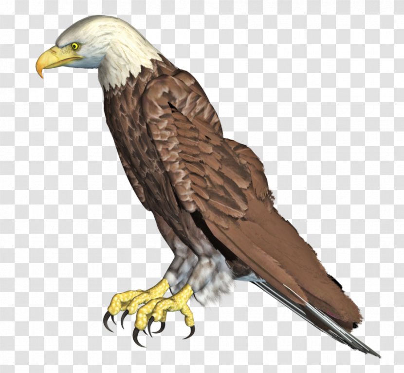Eagle Bird Rendering - Wing - Share Transparent PNG