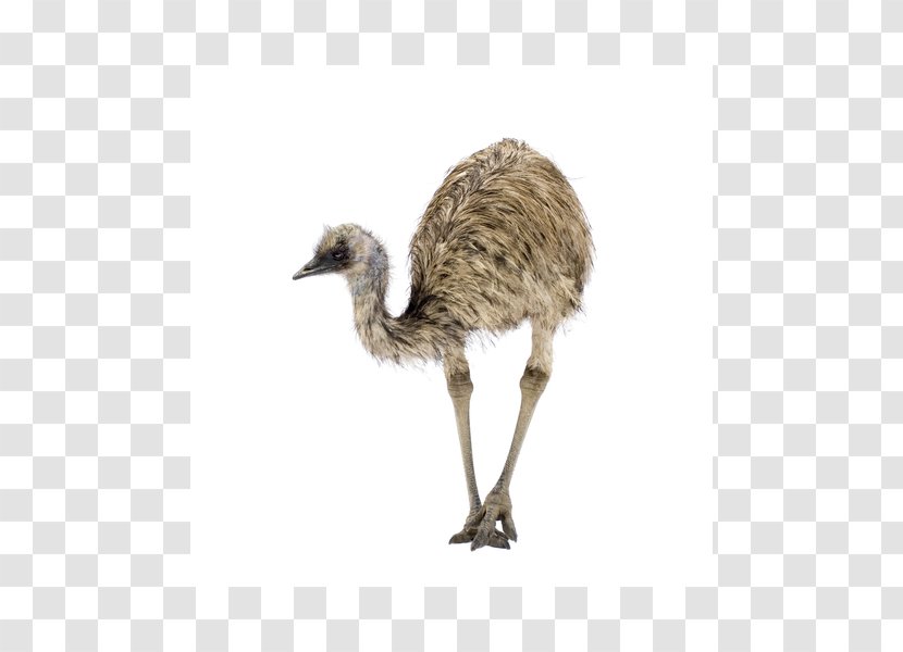 Common Ostrich Emu Oil Bird - Cream Transparent PNG