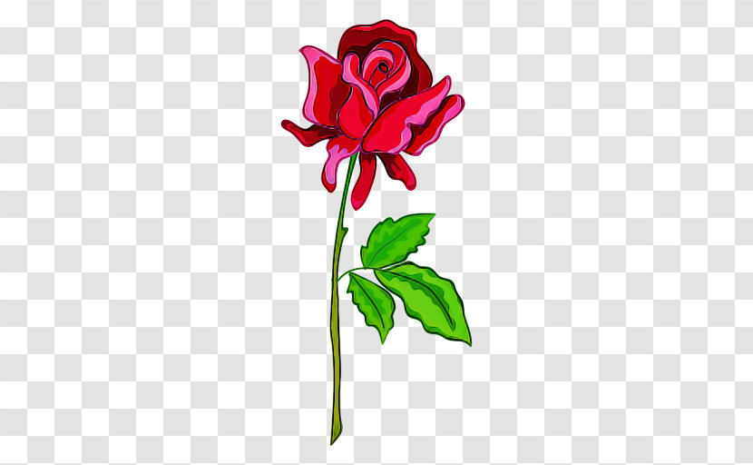 Garden Roses Transparent PNG