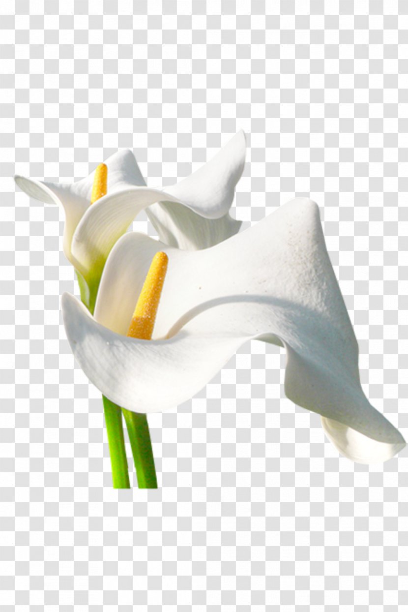 Flower Arum-lily Centreestimatmolt - Arumlily - Flor Transparent PNG