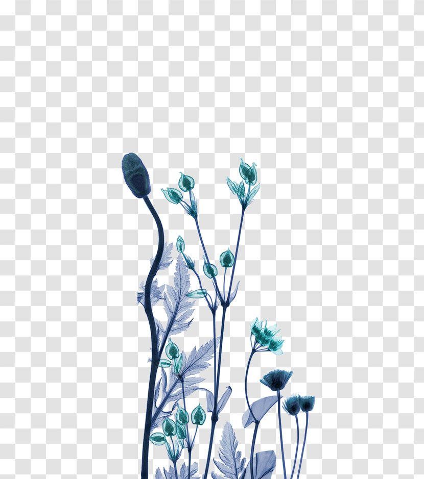 X-ray Generator Work Of Art Artist - Photography - Green Dream Flower Decoration Pattern Transparent PNG