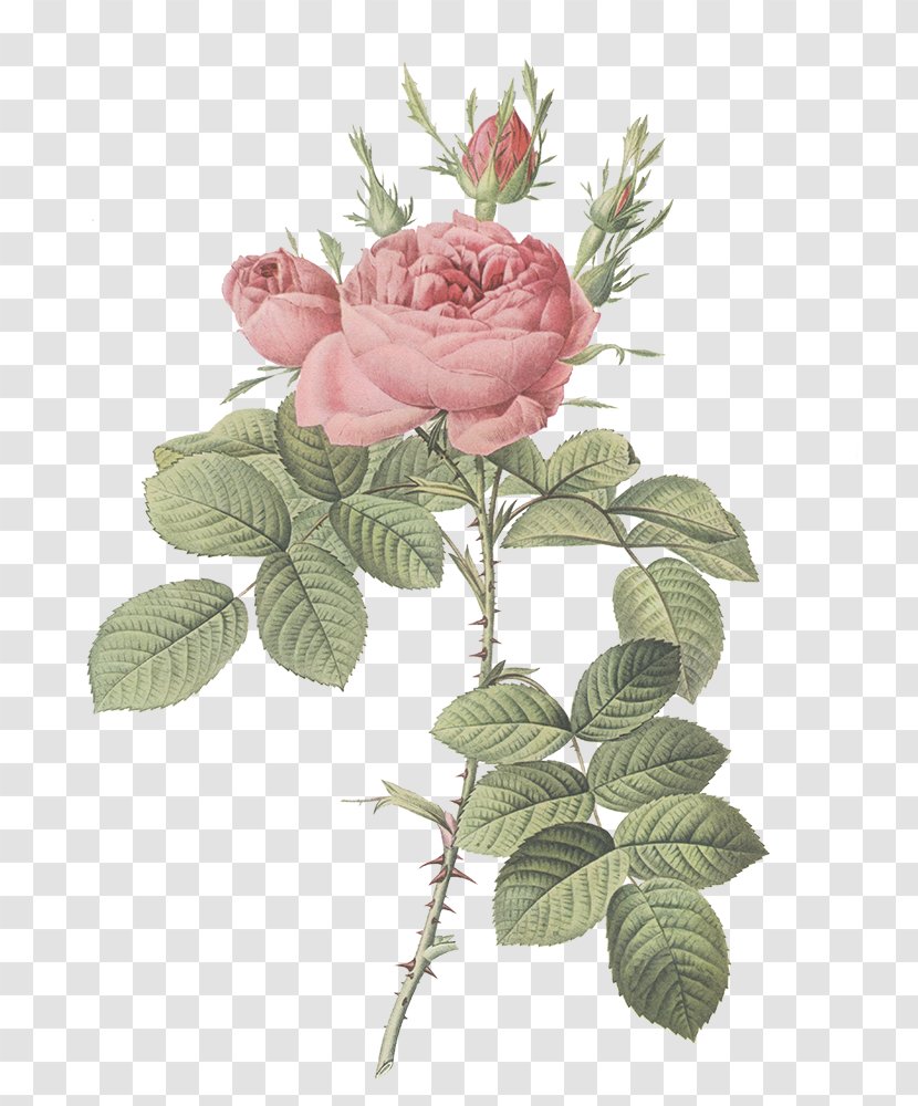 Garden Roses Damask Rose Les Flower Botany - Plant Transparent PNG