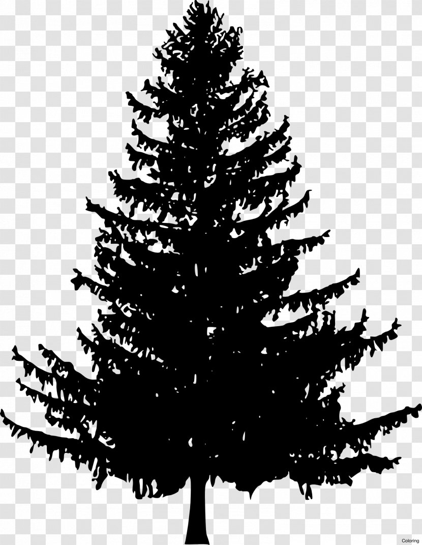 How To Draw Trees Drawing Pine Fir - Branch - Fir-tree Transparent PNG