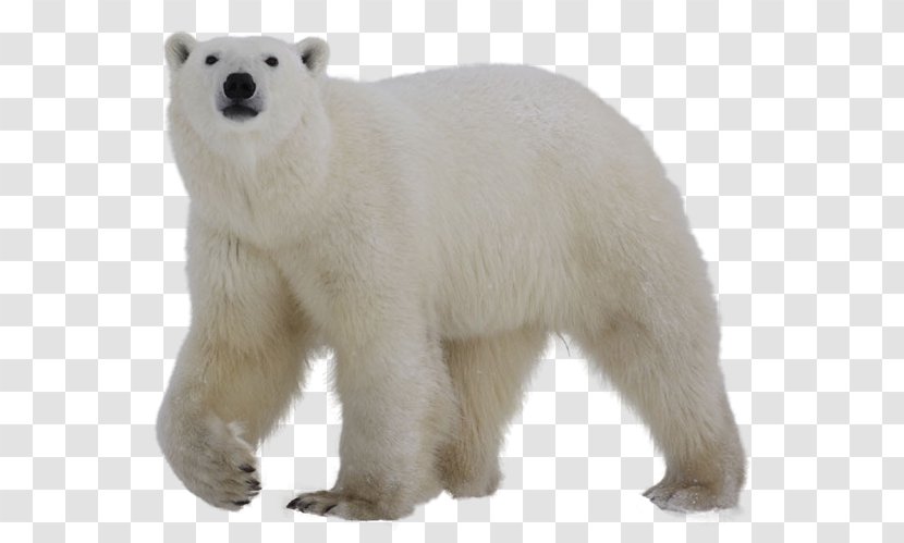 Polar Bear Grizzly Clip Art - Snout - Tatty Transparent PNG