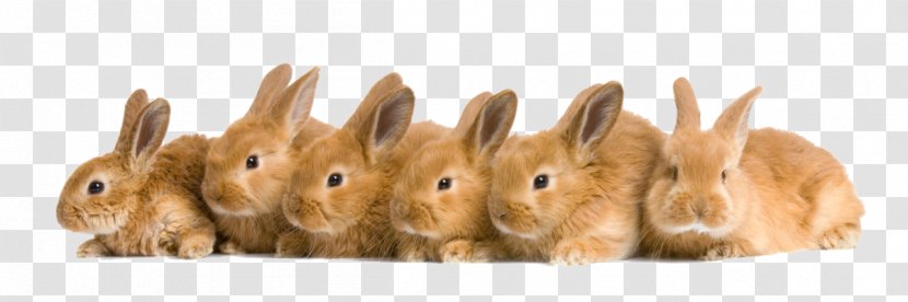 Domestic Rabbit Rex Netherland Dwarf Tan Holland Lop - Hare Transparent PNG