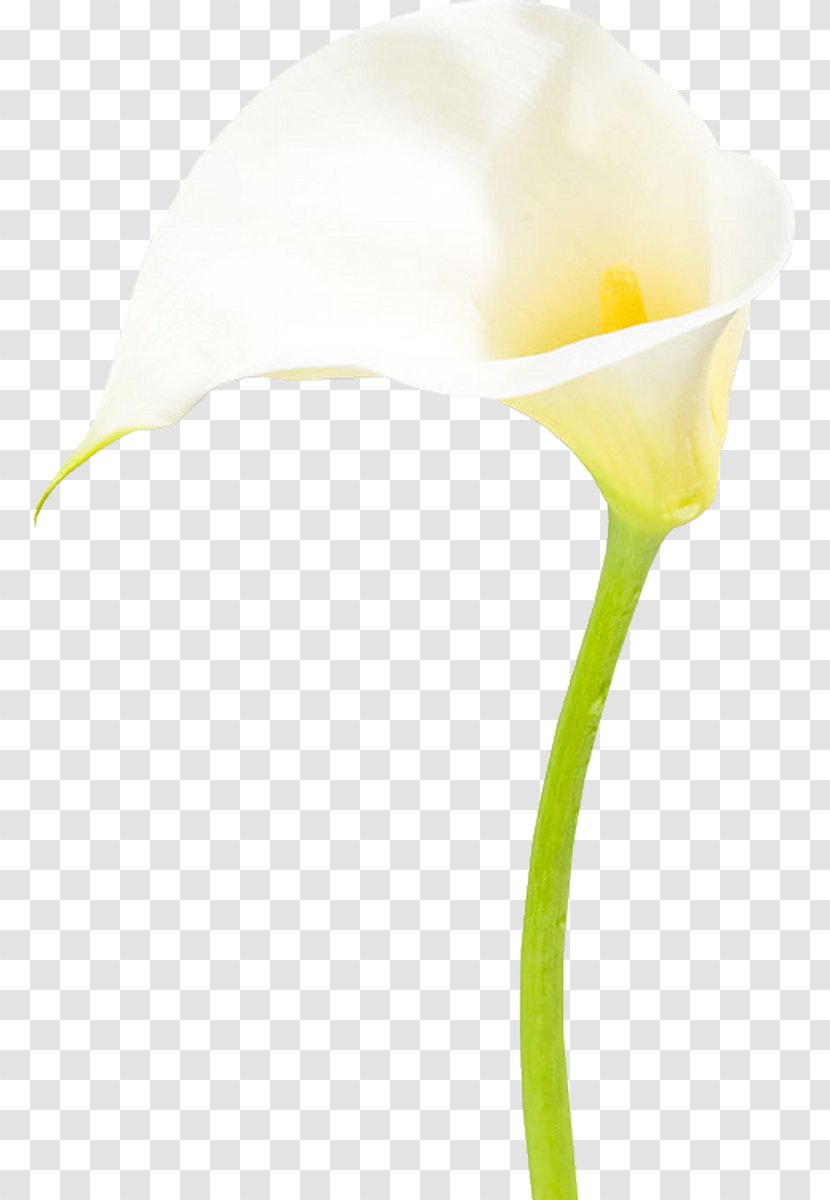 Drawing Cut Flowers Moth Orchids - Plant - Yellow Transparent PNG