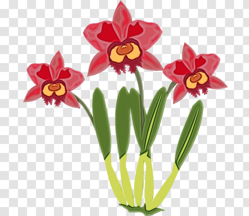 Cattleya Orchids Drawing Flower Computer - Watercolor - Laelia Wildflower Transparent PNG