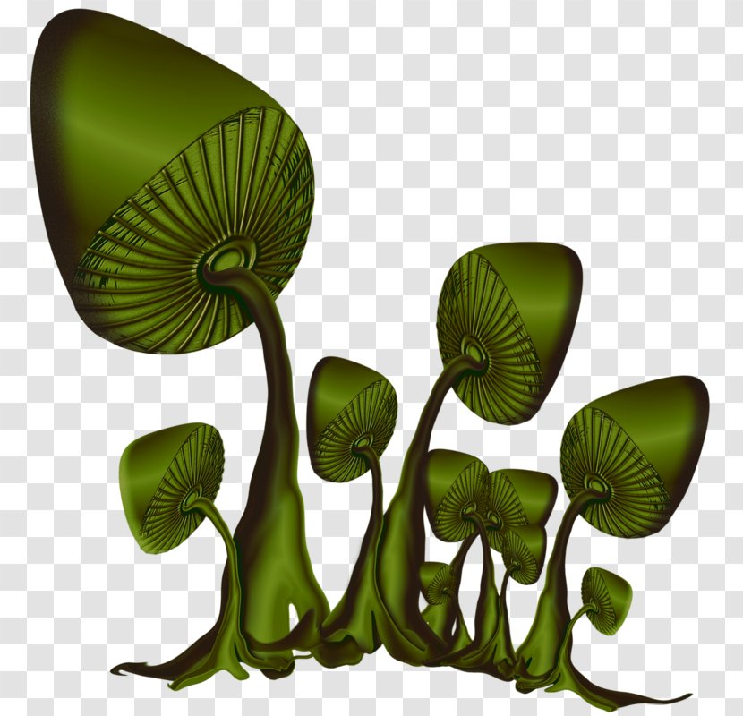 Leaf Plant Stem - Organism Transparent PNG
