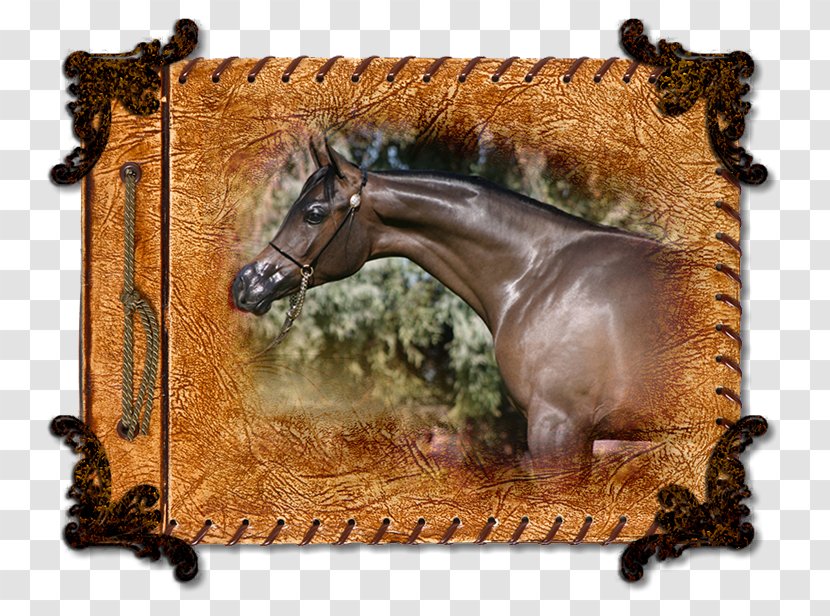 Mustang Stallion Halter Picture Frames Freikörperkultur - Frame Transparent PNG