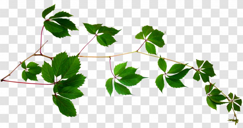 Vine Plant Stem Leaf Tree - Flower - Leaves Transparent PNG