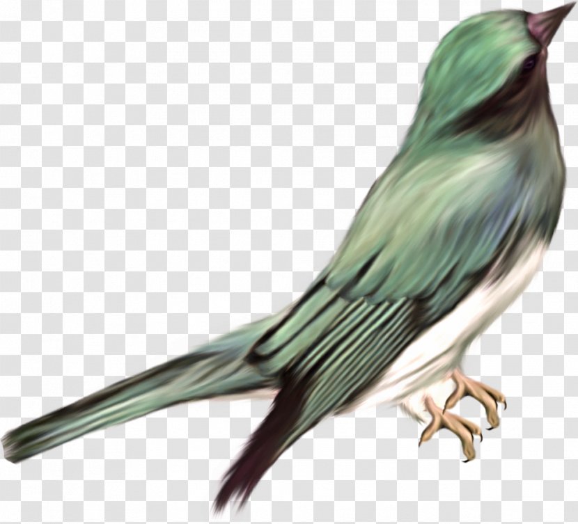 Bird Clip Art - Animal Transparent PNG