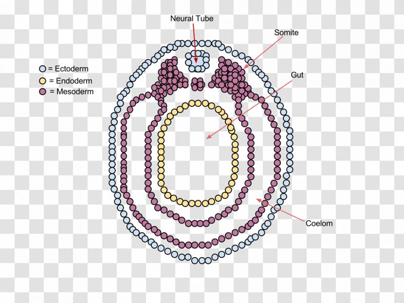 Vertebrate Neurulation Embryo Nervous System - Cells Transparent PNG