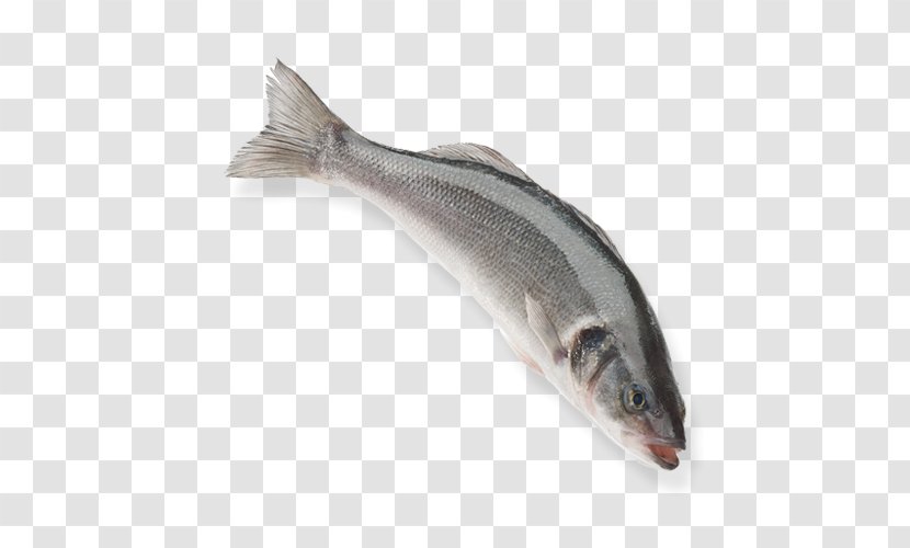 European Bass Capelin Turkey Aquaculture Fish - Sockeye Salmon Bonyfish Transparent PNG