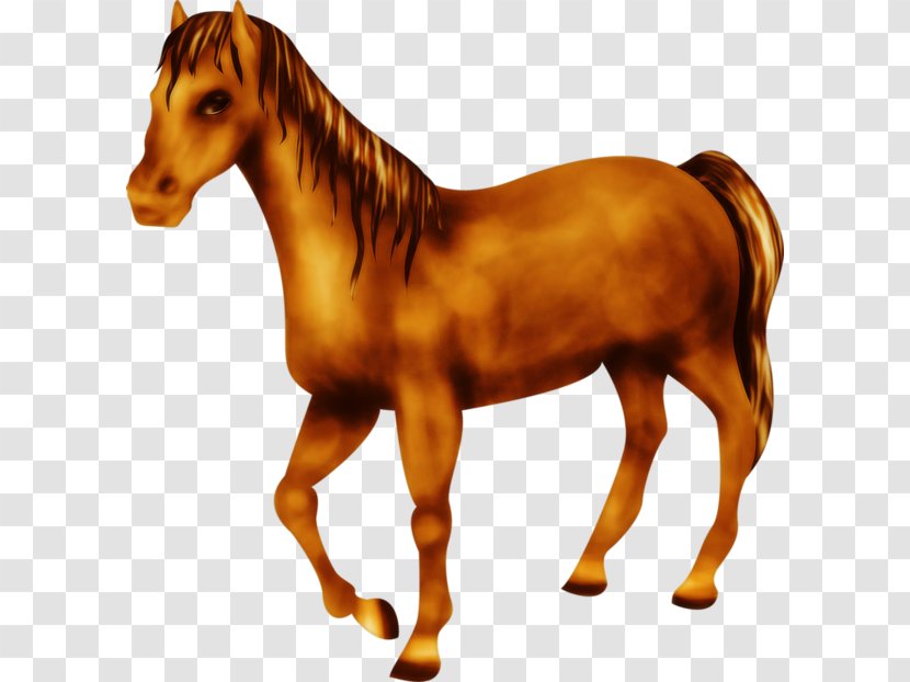 Mustang Foal Pony Stallion Mane - Snout Transparent PNG