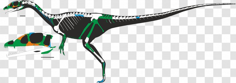 Dracoraptor Ceratosaurus Dinosaur Skeleton Jurassic Transparent PNG