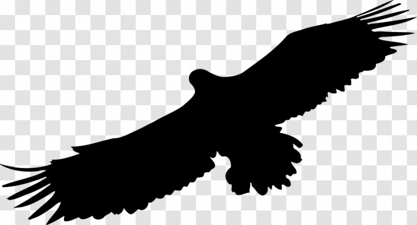 Bald Eagle Clip Art - Black And White Transparent PNG