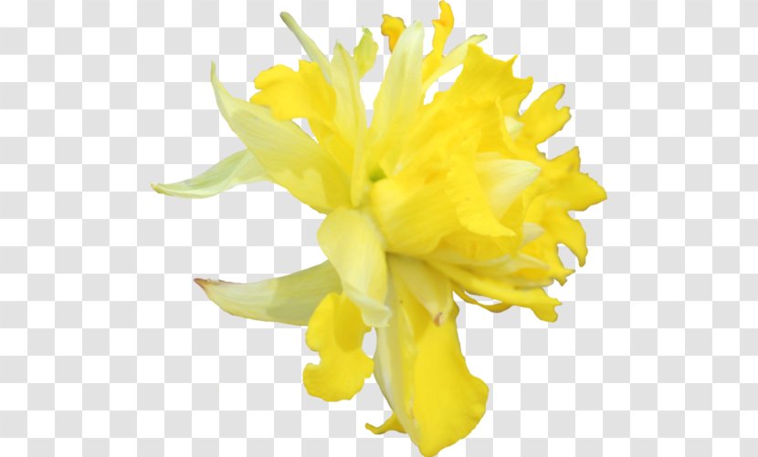 Daffodil Flower Tagetes Lucida Clip Art - Petal Transparent PNG