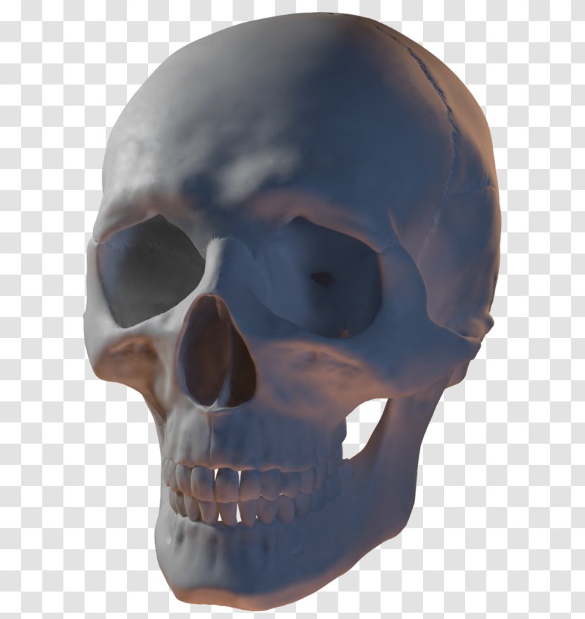 Skull 3D Modeling Computer Graphics DeviantArt - Face - Open Mouth Transparent PNG