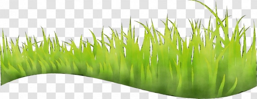 Grass Green Plant Wheatgrass Family - Lawn - Fodder Transparent PNG