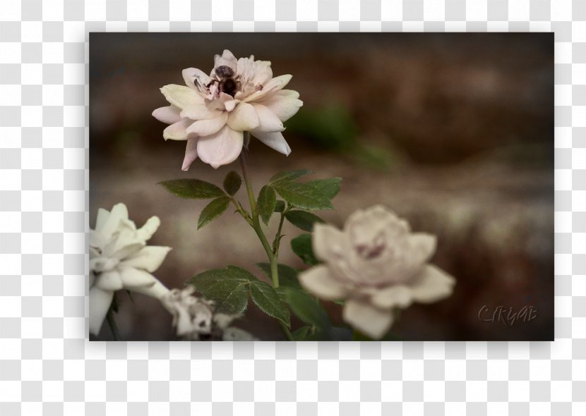 Rose Family Lilac Petal Transparent PNG