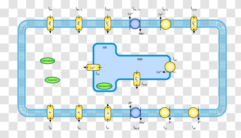 Signal Transduction Cardiac Muscle Cell Metabolism - Cartoon - Dynamic Wave Pattern Transparent PNG