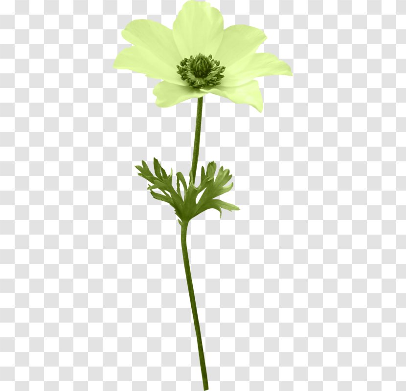 Cut Flowers Anemone - Flower Transparent PNG