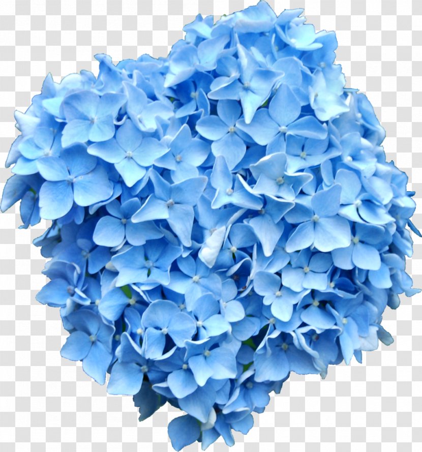 French Hydrangea Flower Blue Clip Art - Bouquet Transparent PNG