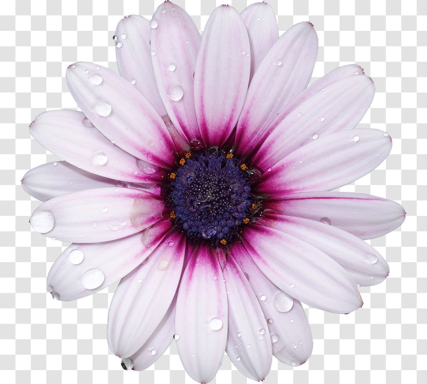 Flower Photography Royalty-free Light - Html - Background Transparent PNG