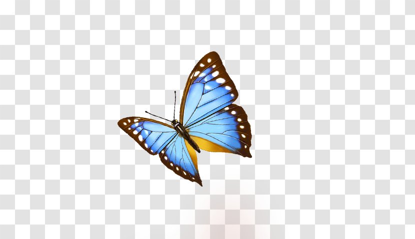 Download Icon - Playstation Portable - Blue Butterfly Transparent PNG