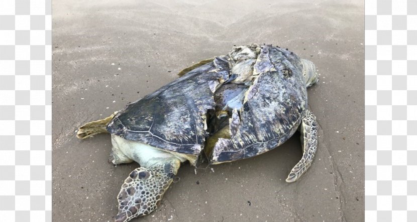 Green Sea Turtle Endangered Species Seashell Cheloniidae - Leatherback - Boat Propeller Transparent PNG