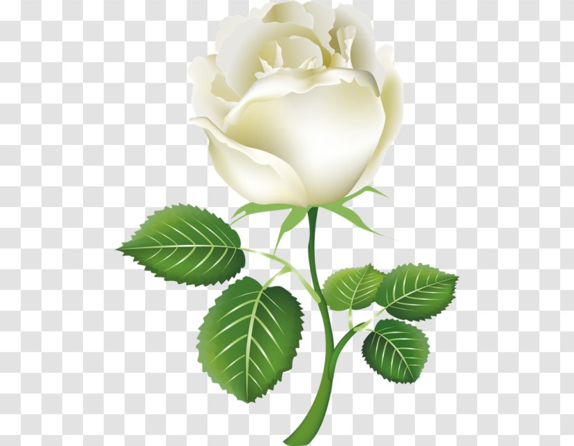 Rose White Clip Art - Display Resolution - Roses Transparent PNG