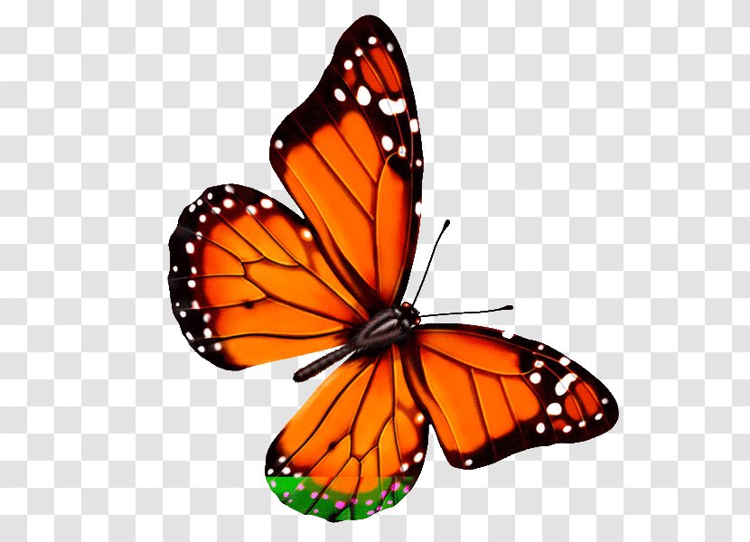 Butterfly Insect Clip Art Transparent PNG