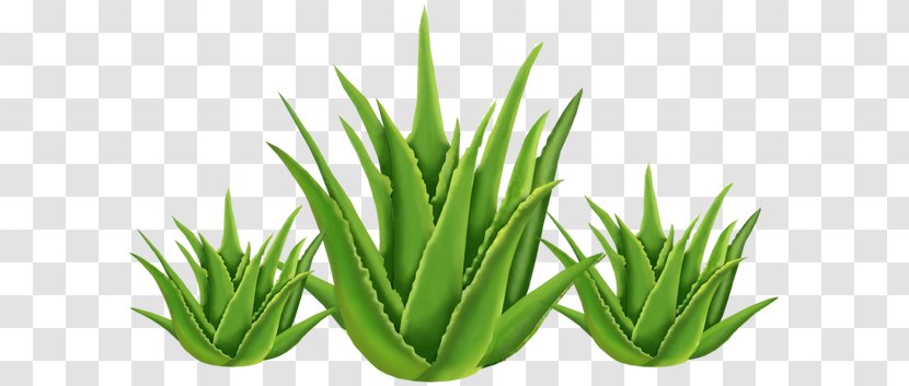 Aloe Vera Health Medicinal Plants Skin Transparent PNG