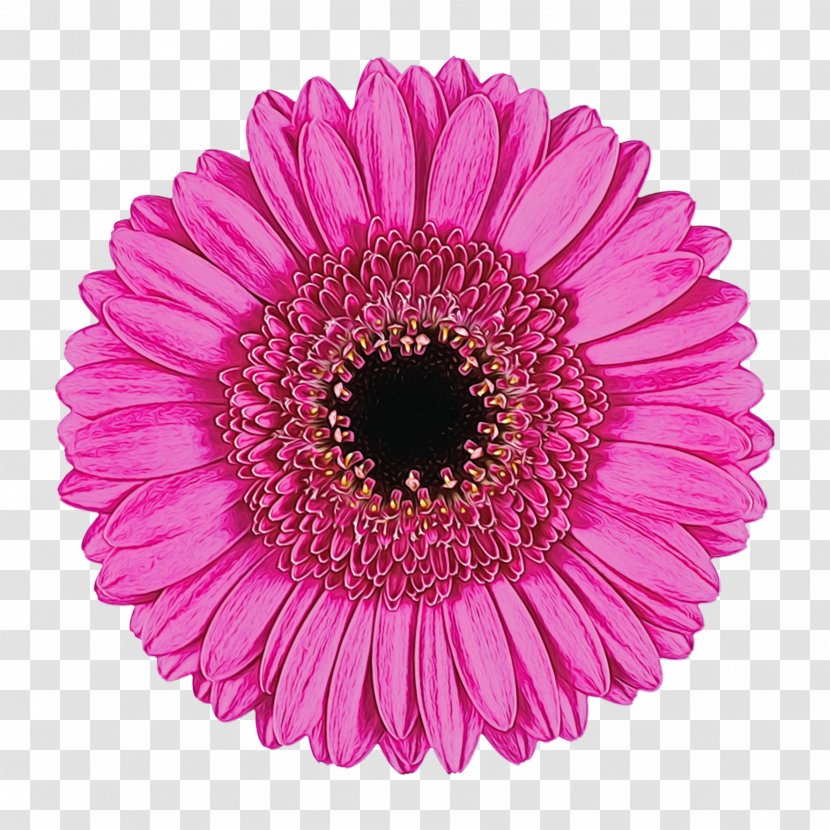 Transvaal Daisy Flower Bouquet Stock Photography Chrysanthemum - Flowering Plant - Lily Transparent PNG