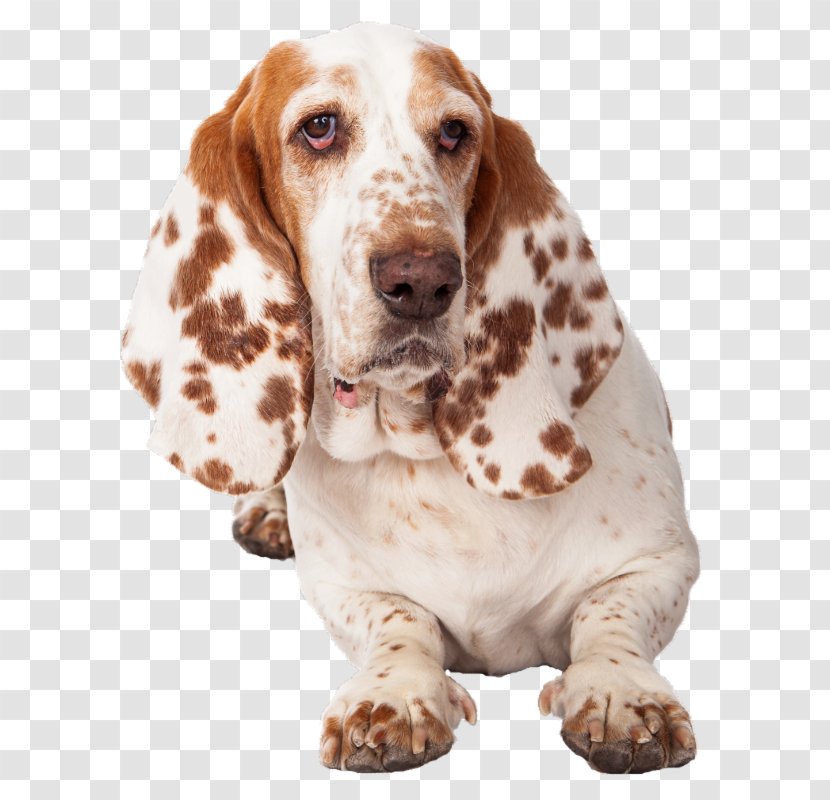 Basset Hound Dog Breed Companion Puppy Transparent PNG