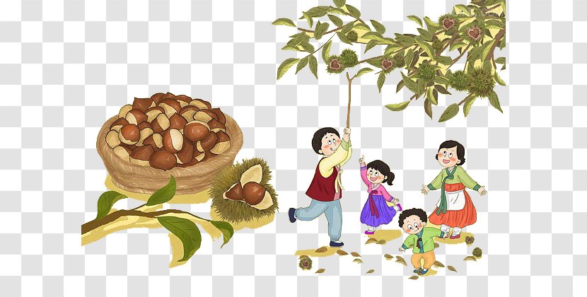 Chinese Chestnut Castanea Crenata Drawing Cartoon Illustration - The Whole Family Picks Transparent PNG