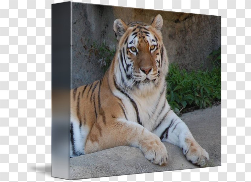 Whiskers Bengal Tiger Cat Transparent PNG