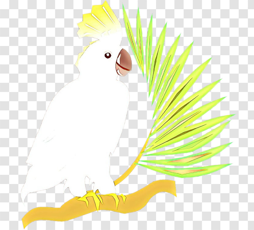Bird Cartoon Parrot Yellow Beak Transparent PNG