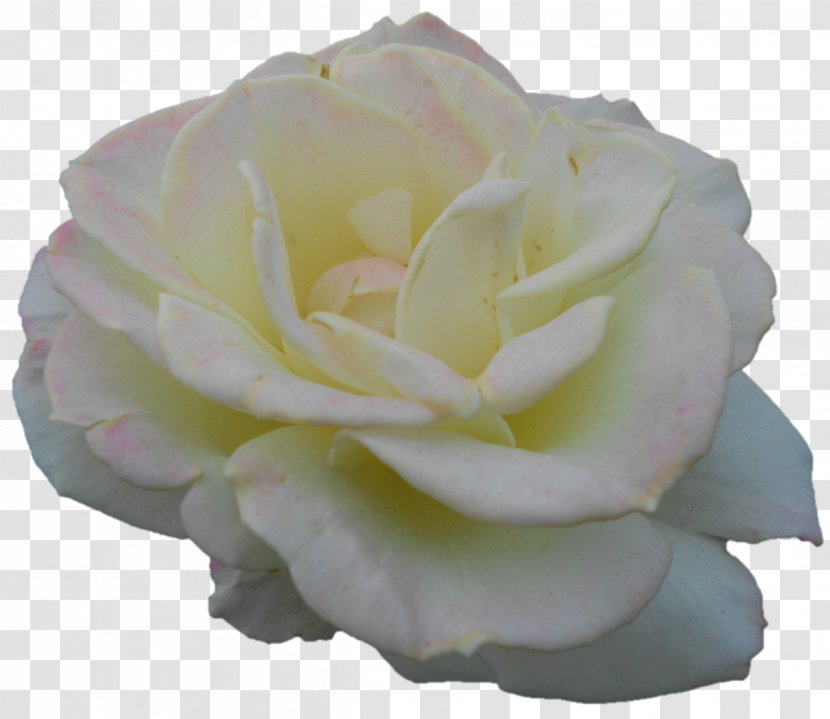 Garden Roses Cabbage Rose Floribunda Petal Cut Flowers - Family - Darshan Transparent PNG