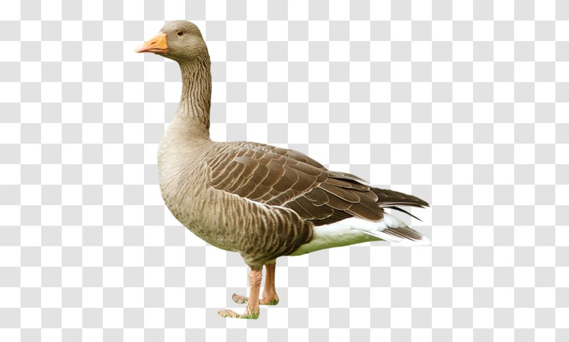 Bird Domestic Goose Duck Greylag - Ducks Geese And Swans - Ganso Transparent PNG
