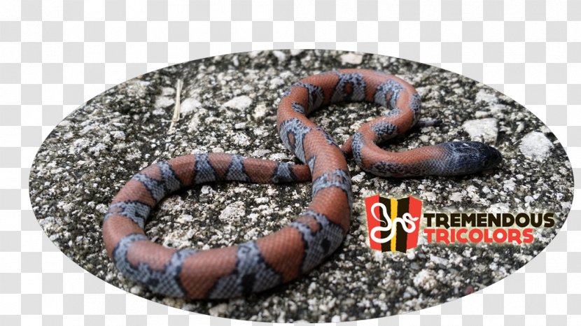 Annelid Worm Kingsnakes - Coffey Transparent PNG